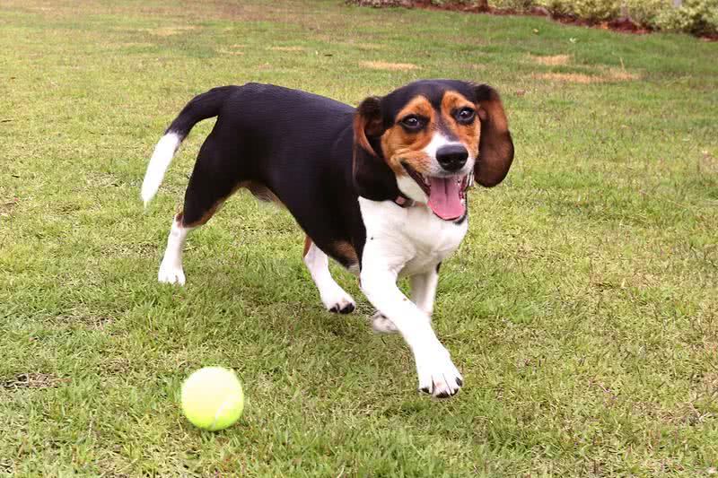 Pet Friendly | We are a pet friendly community!