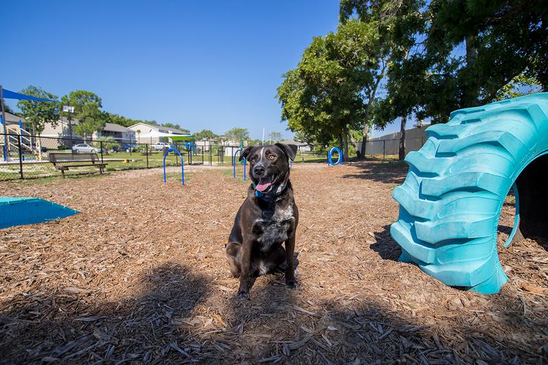 Dog Park | We offer pet friendly apartments in Gulf Breeze, FL and even have an on-site dog park.