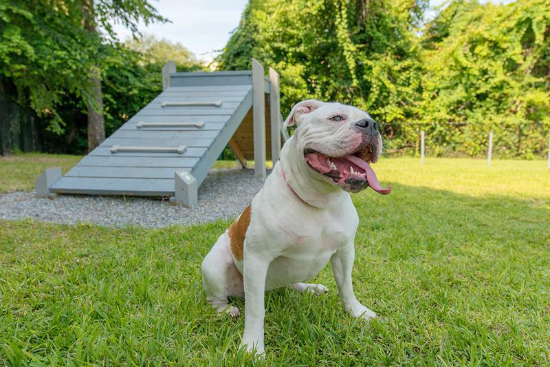 Dog Park | Indigo Isles apartments in Jacksonville is a pet friendly community. We even have a dog park on site.