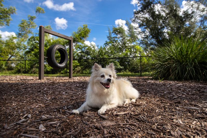 Bark Park | Bring your dog down to our off-lease, on-site dog park. Complete with agility equipment!