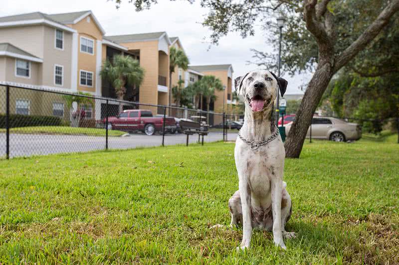 Dog Park | At Somerset Palms, we offer pet friendly apartments for rent in Naples. We also have a dog park on site!