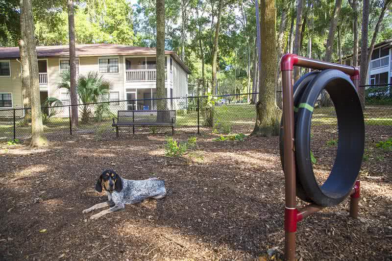 Dog Park at Carrington Lane | Your furry friend will love playing in our dog park.