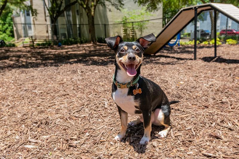 Pet Friendly Apartments in Tallahassee | We offer pet friendly apartments in Tallahassee and even have an off-leash dog park.