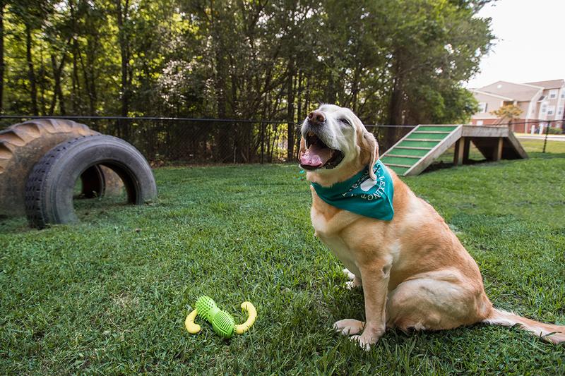 Dog Park | Slate is a pet friendly apartment community featuring an off-leash dog park.