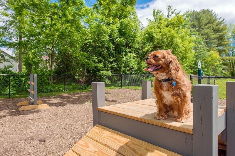 Off Leash Dog Park | Aspen Chase is a pet friendly community and we have an off-leash dog park so your furry friend can get some exercise.