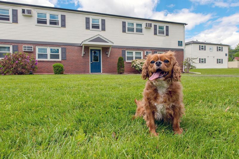Pet Friendly | Aspen Chase offers pet friendly apartments in Amherst.
