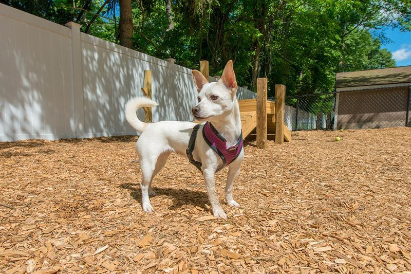 Pet Friendly with Dog Park | We offer pet-friendly apartments in Chicopee! Bring your furry friend to our on-site dog park for some exercise.