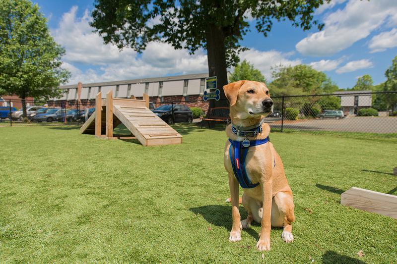 Pet Friendly | We offer pet friendly apartments in Westfield, MA!