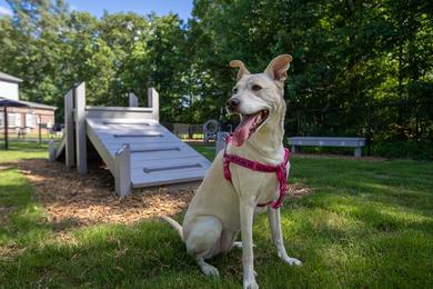 Off-Leash Dog Park | We offer pet friendly apartments in Cabot and even have an off-leash dog park.
