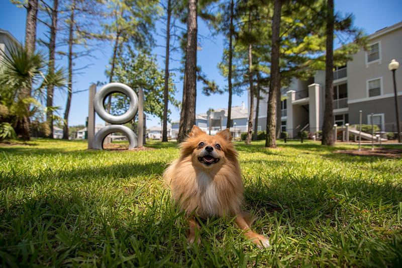 Off Leash Dog Park | We offer pet friendly apartments in Cabot, and an off-leash dog park.