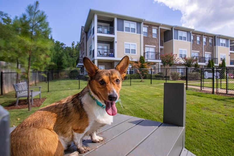 Pet Friendly | Rowan Park offers pet friendly apartments in Little Rock.
