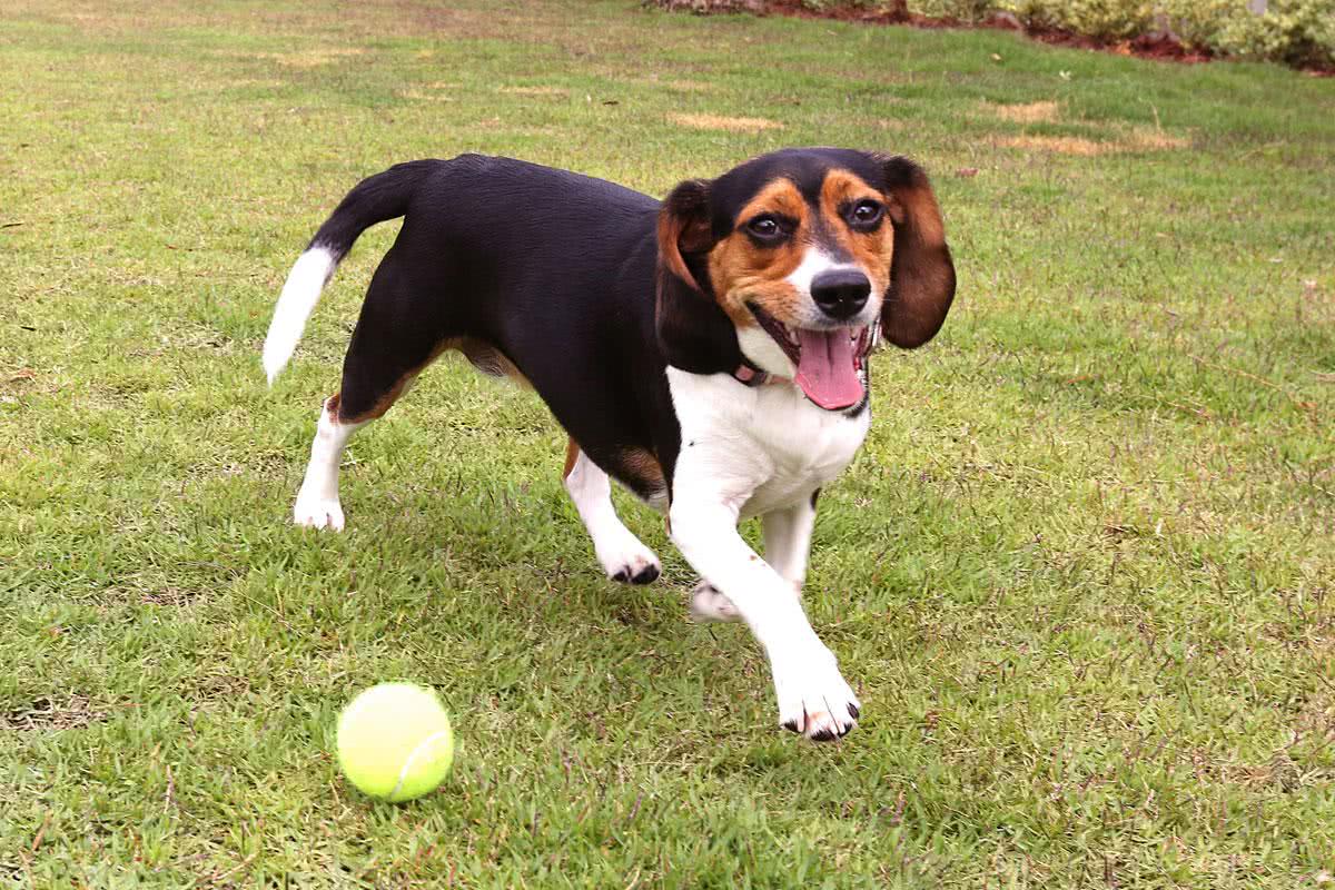 We are a pet friendly community!