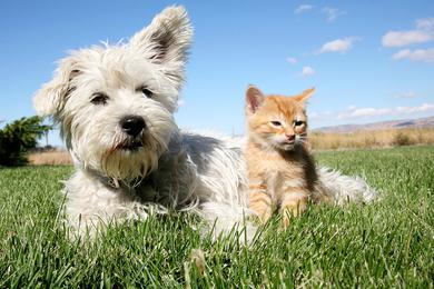 Pet Friendly | We offer pet friendly apartments in Bradenton, so be sure to bring your furry friends along!