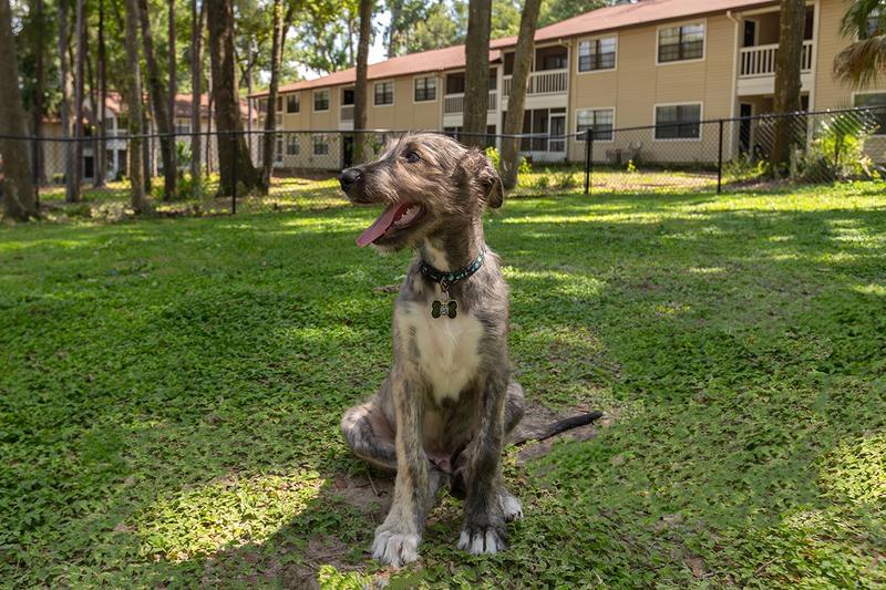 Dog Park at Carrington Lane | Carrington Lane is a pet friendly apartment community and your furry friend will love playing in our dog park.
