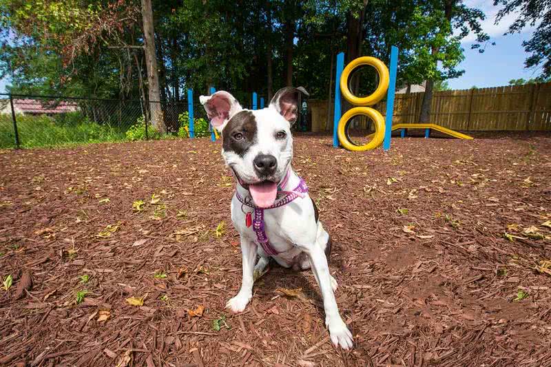 Dog Park | The Enclave has an on-site "Bark Park" complete with agility equipment.