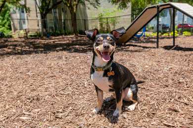 Dog Park | Your dog will love coming down to our off-leash dog park and playing with friends.