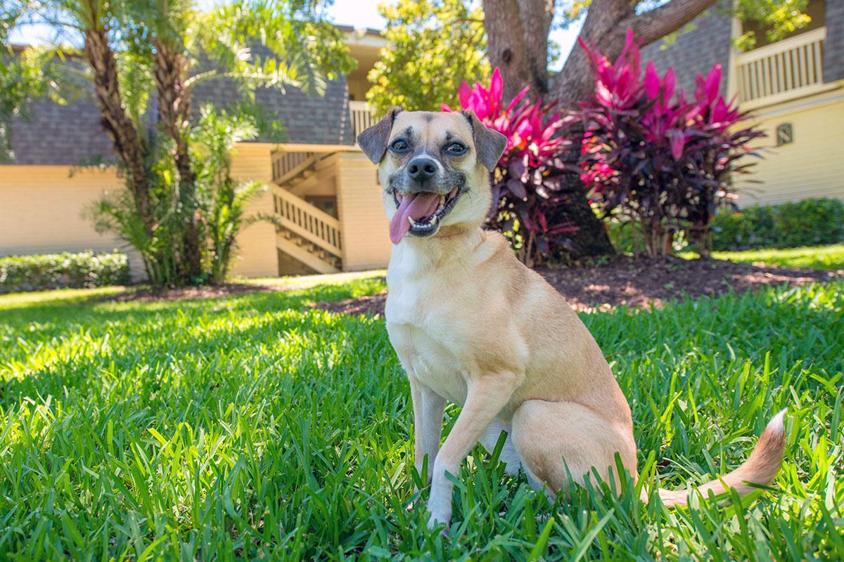The Lexington at Winter Park offers pet friendly apartments in Winter Park, FL.