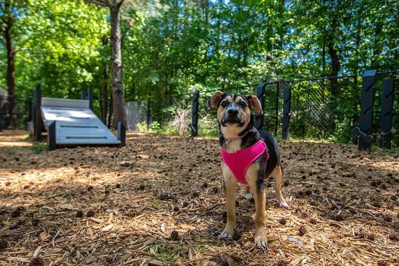 Pet Friendly with Dog Park | We offer pet friendly apartments in Acworth and your furry friend will love our off-leash dog park.