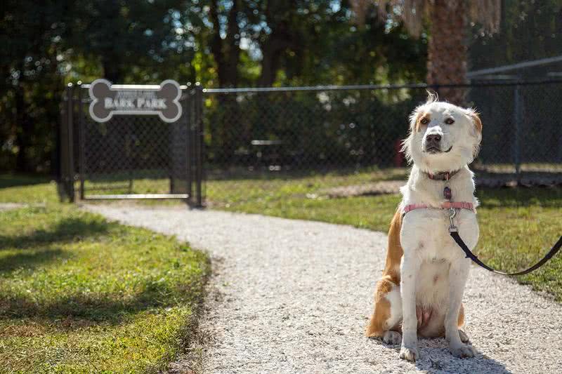Dog Park | We are a pet friendly community and even have a dog park on-site.