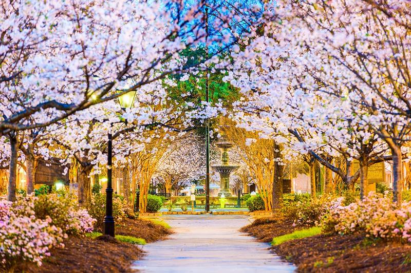  Downton Macon Square  | Macon is known for their thousands of beautiful Cherry Blossom trees! Each Spring see the beautiful blooms at the International Cherry Blossom Festival!