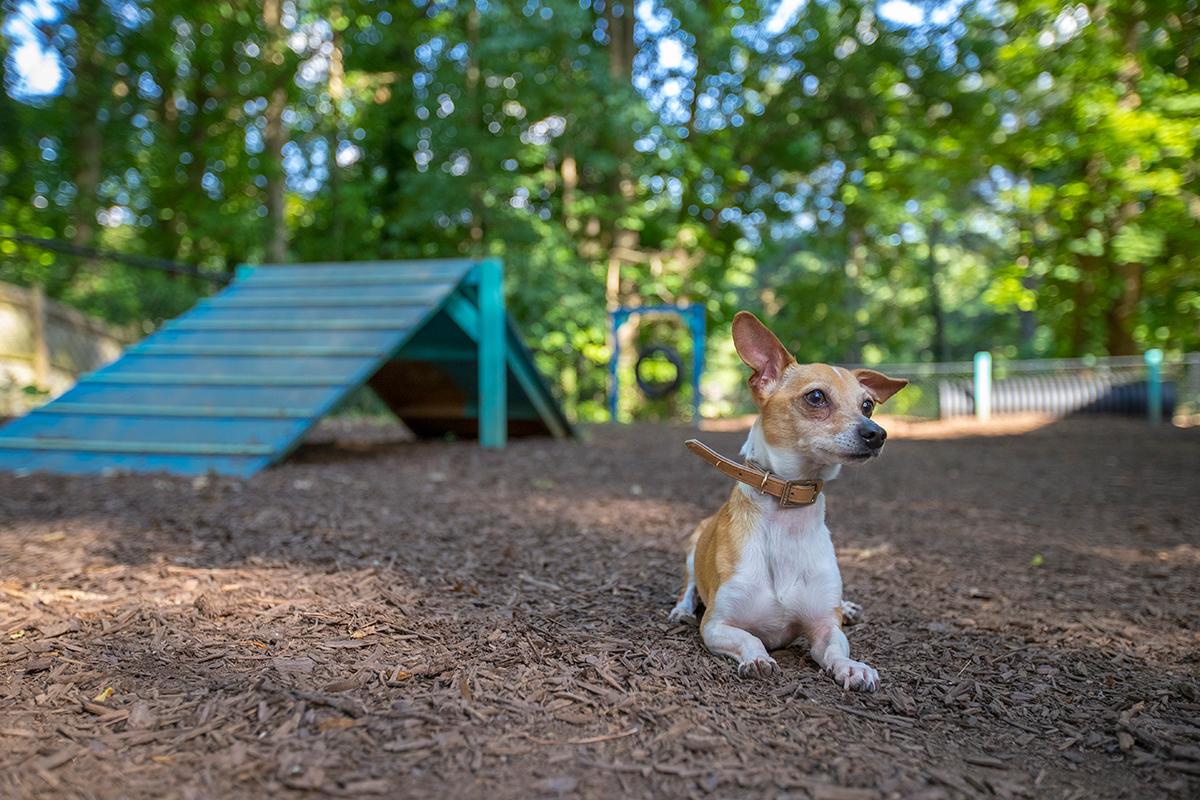 An ideal community for furry friends, most breeds welcome!