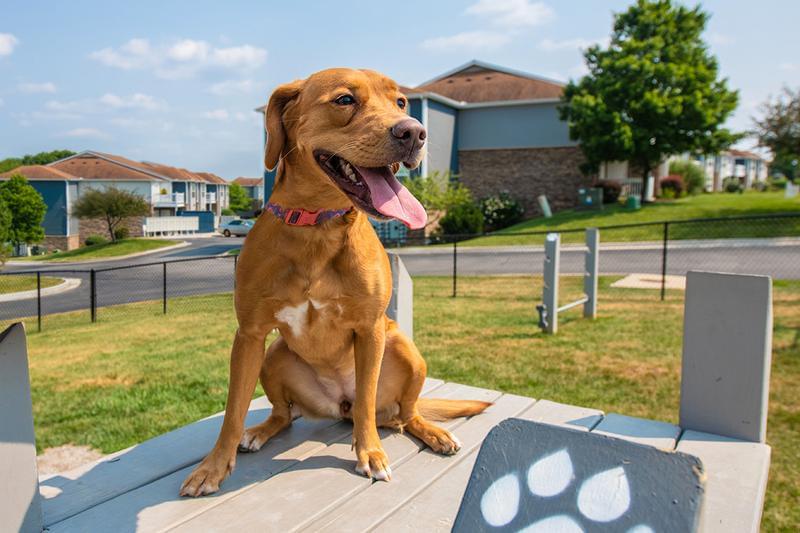 Pet Friendly | Lenox West is a pet friendly community and has an off-leash dog park on site!