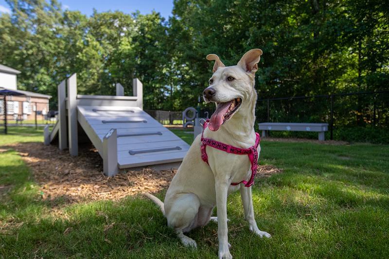 Off-Leash Dog Park* | Off-leash dog park for all of our favorite furry friends.