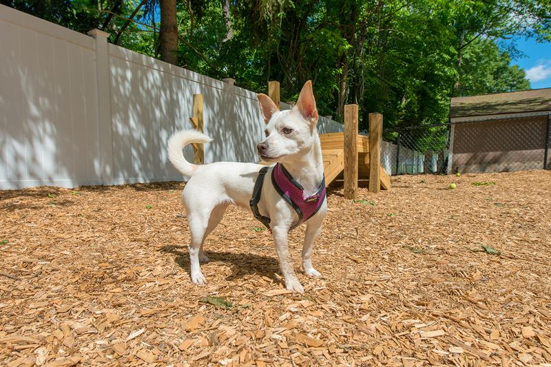 Dog Park | Bring your four legged friend down to our off-leash dog park to run around.