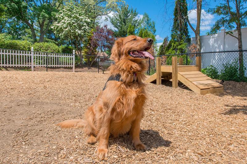 Off-Leash Dog Park | We offer pet friendly apartments in New Bedford and even have a dog park on-site. Large breeds accepted.