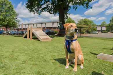 Dog Park | Your dog will love our brand new dog park.
