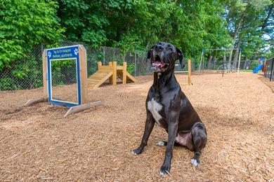 Dog Park | The Willows is a pet friendly community and even has an off-leash dog park on-site.