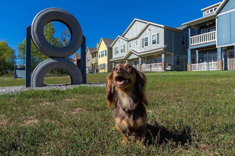 Off-Leash Dog Park | We offer pet friendly townhomes in Columbia. Bring your pets to our off-leash dog park with agility equipment.