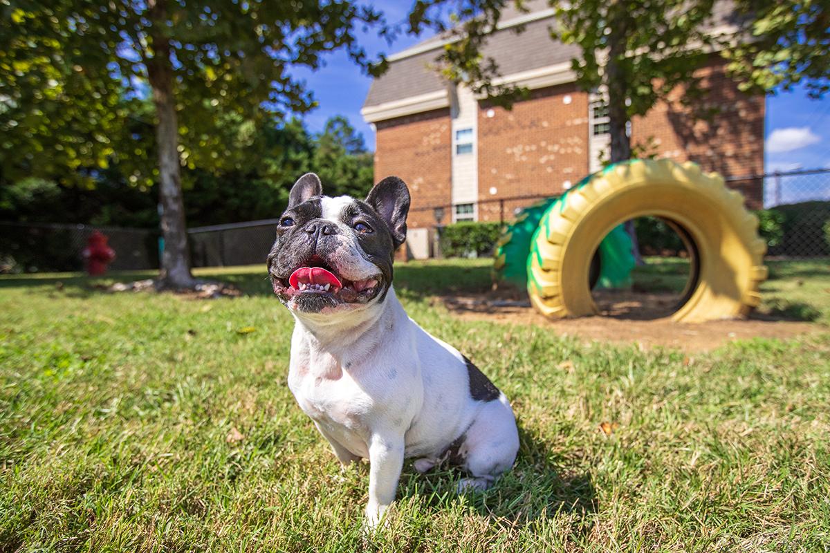Bring your furry friend to our new Paw Park, including agility equipment!