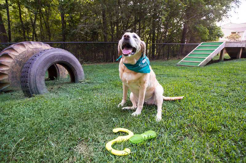 Pet Friendly with Dog Park | We offer pet friendly apartments in Lexington and your dog down will absolutely love our off-leash dog park.