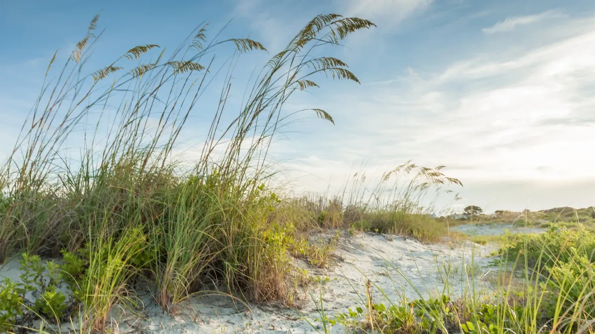 Sea grass and a sandy pathway leading to a beach
