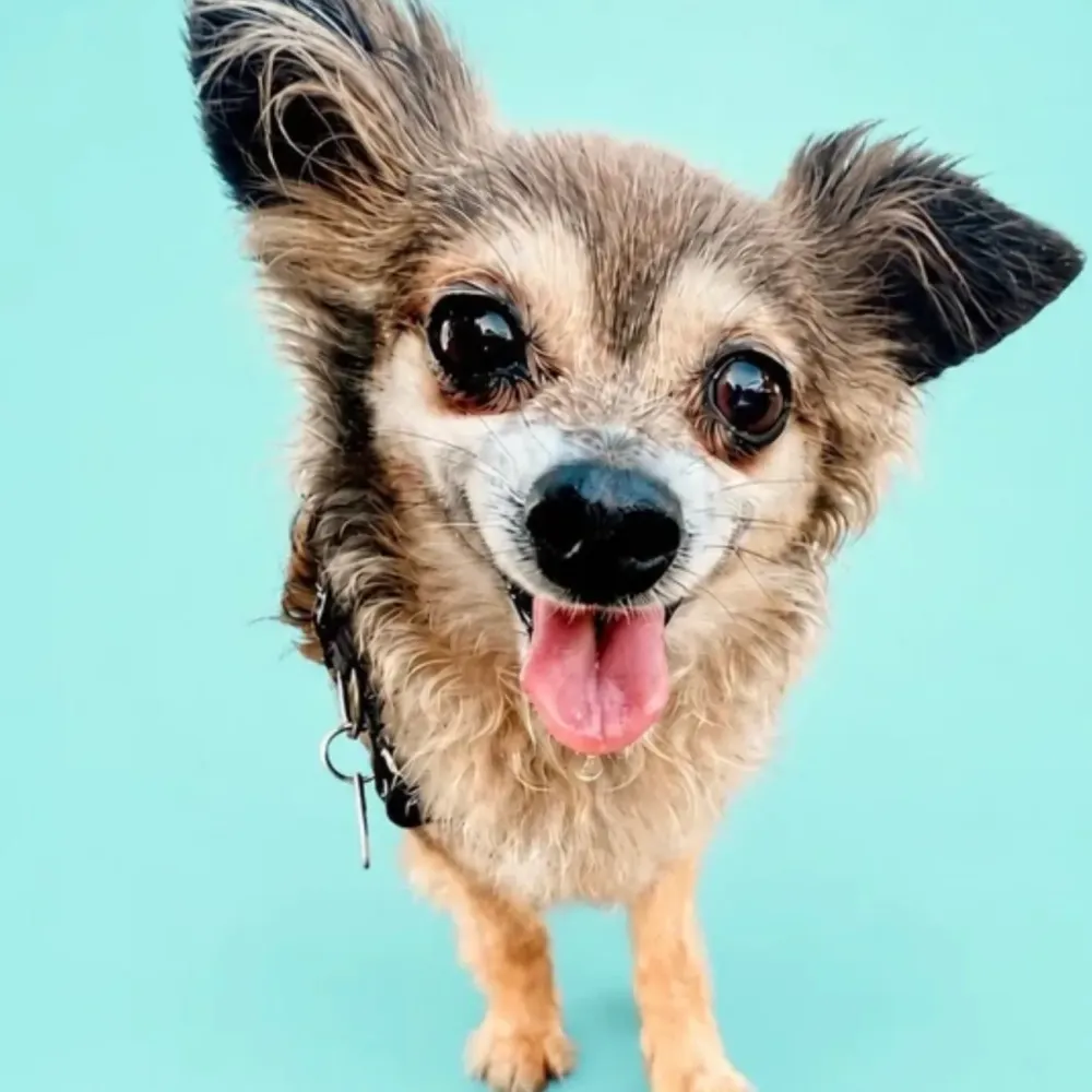 Luck Pet Care