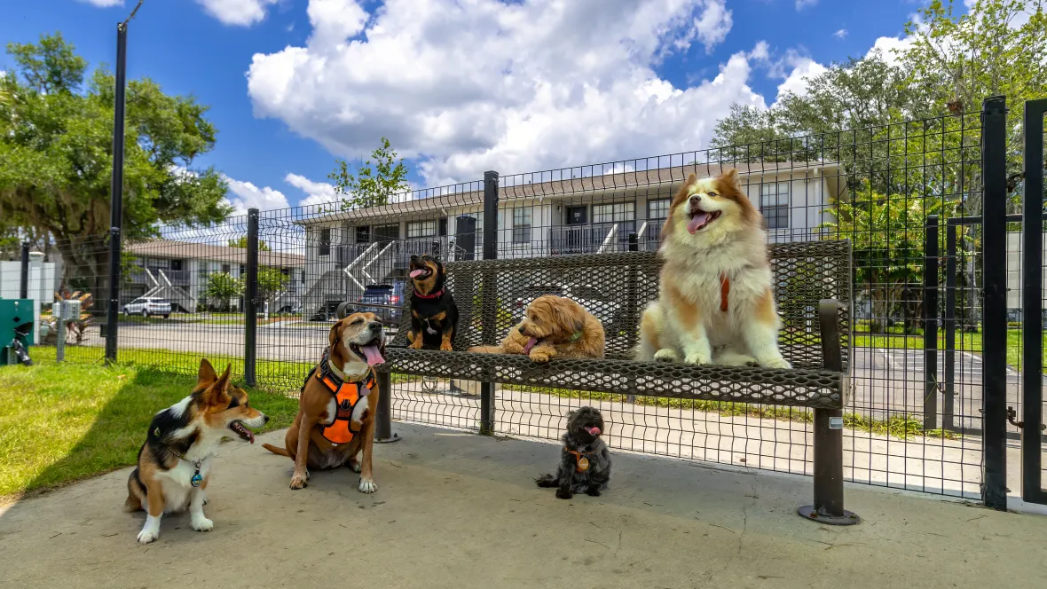 A pack of large and small dogs happily enjoying each other’s company on and around a park bench inside the gated dog park with an overhead sail shade providing nice cooling comfort. 