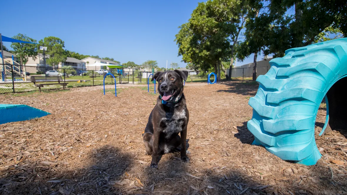  large black dog sits politely in the gated dog park featuring agility obstacles, spacious play areas, and a relaxing bench for pet parents.