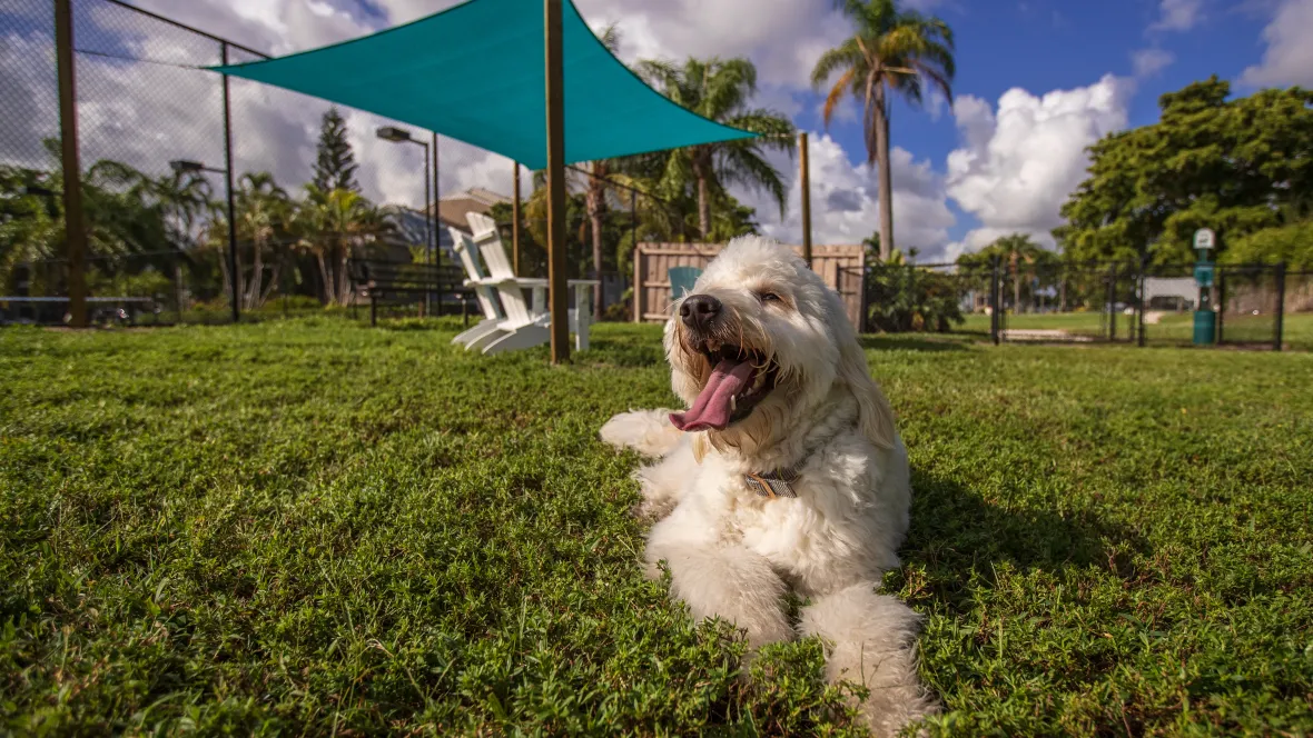 A large, furry, white dog happily sitting in an expansive grass-filled dog park -conveniently located next to the tennis court – with numerous chairs and a bench under a sail shade for shaded comfort for pet parents.