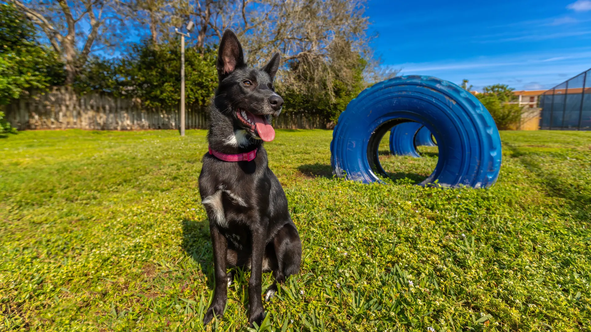 A grassy off-leash dog park offering a play haven for our four-legged residents, complete with agility structures, making it the perfect space for socialization and exercise. 