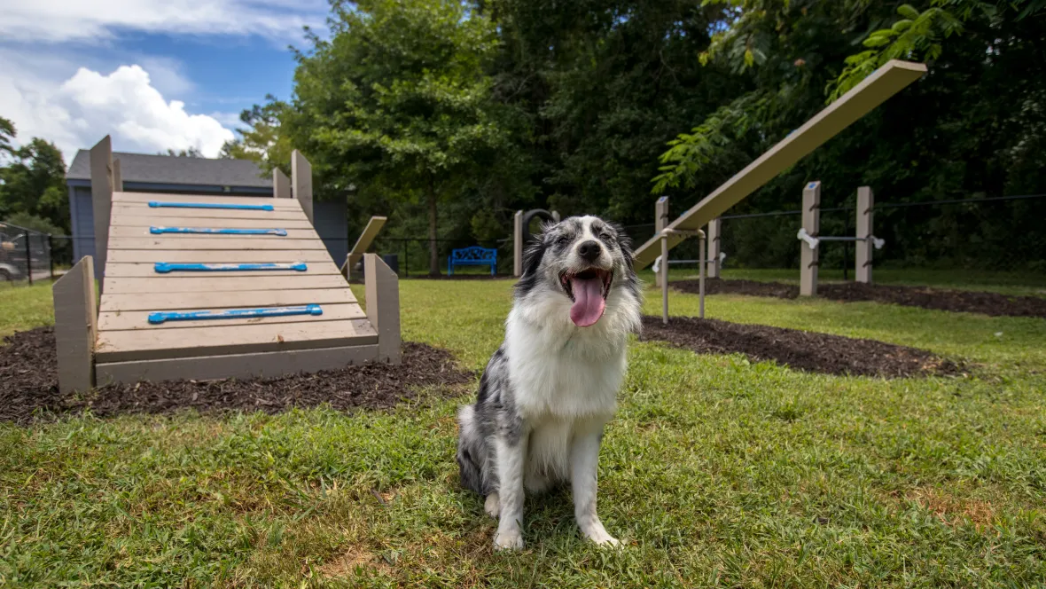 A happy dog sitting in a fenced-in, off-leash dog park with obstacle course and a shaded bench for seating while your dog runs wild.