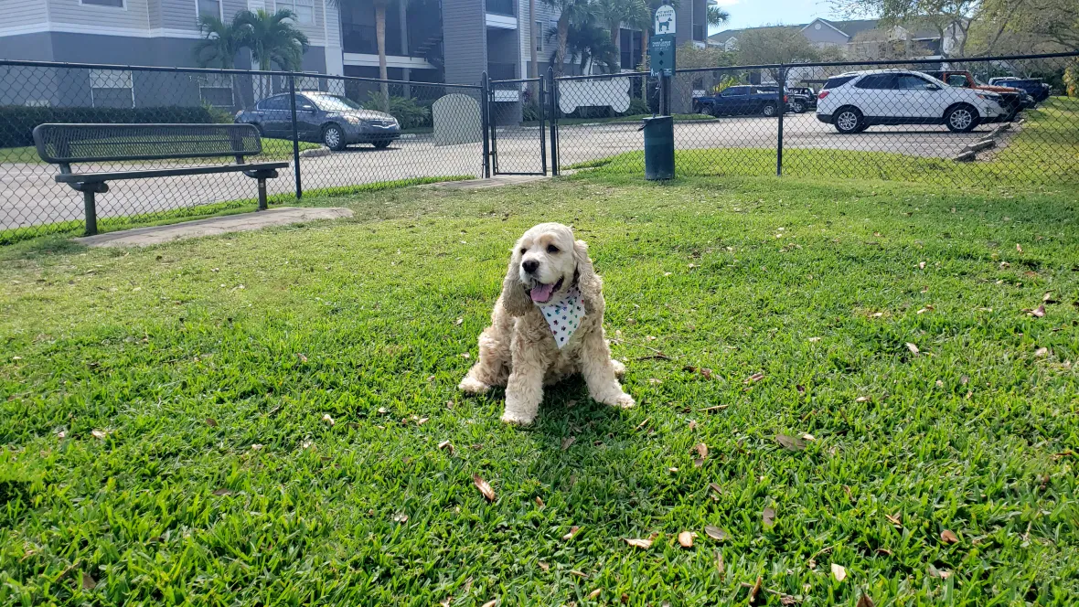 A contented golden dog lounging in the grassy, fenced dog park, accompanied by a park bench