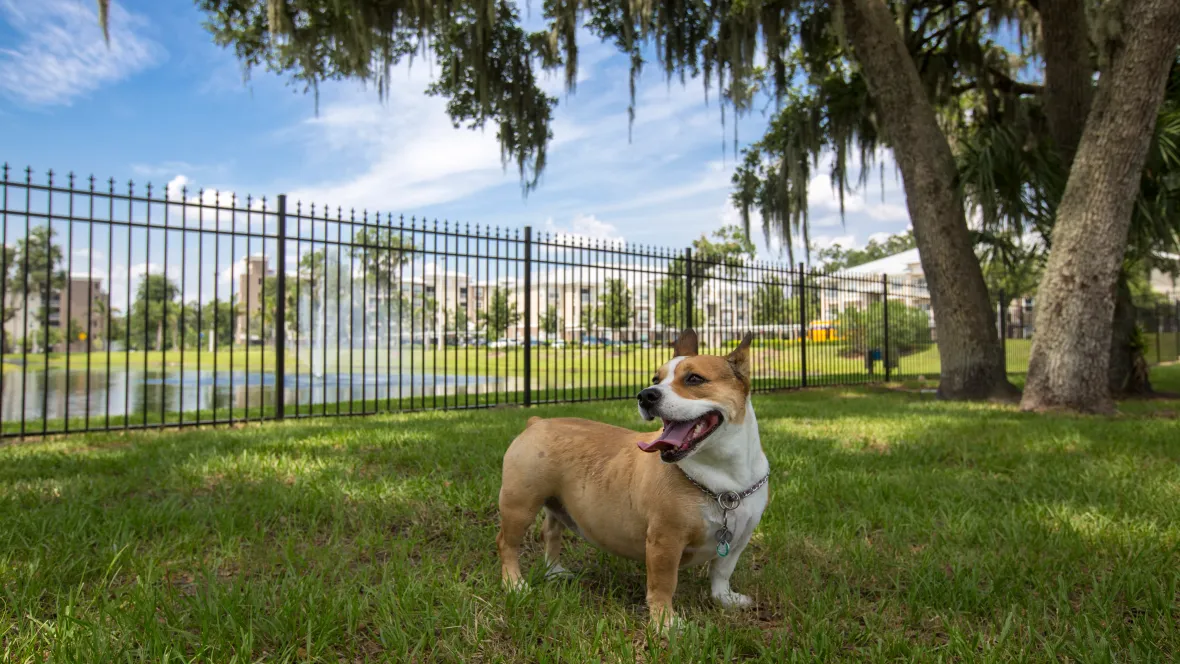 A joyful dog standing in a picturesque dog park with a direct view of the lake fountain. The fenced in park offers an expansive grassy area with live oak trees offering appreciated shade for owners and pets.