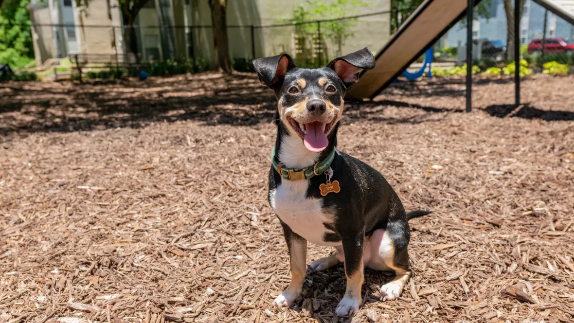 A happy dog frolics in our Bark Park, embracing new friendships and off-leash adventures in this vibrant canine haven.