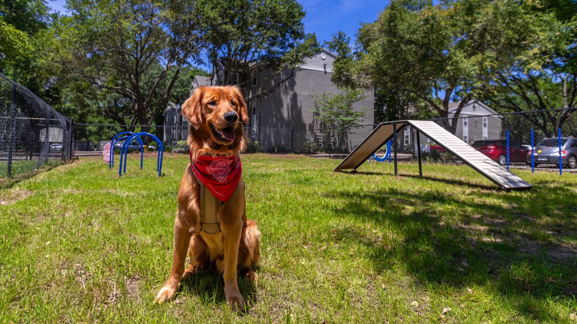 Golden Retriever in red bandana enjoying the fenced-in dog park at Oasis at 1800 with agility features.