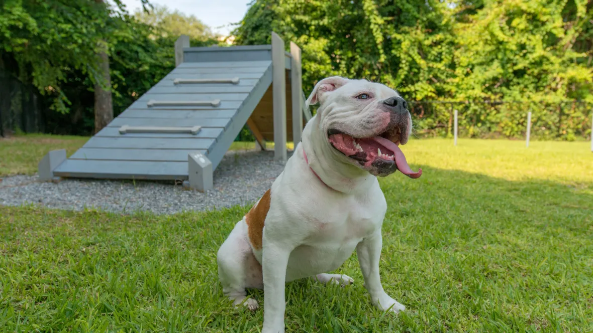 An English bulldog eagerly perched by an agility ramp in a lush, tree-lined park.