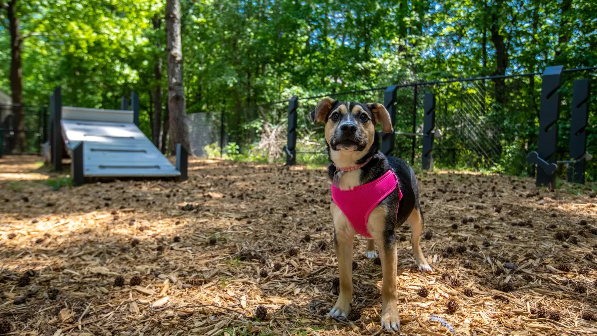 A joyful pup, off-leash, stands beside the pet ramp in the mulched and fenced-in dog park epitomizing the pet-loving charm of The Everlee community.