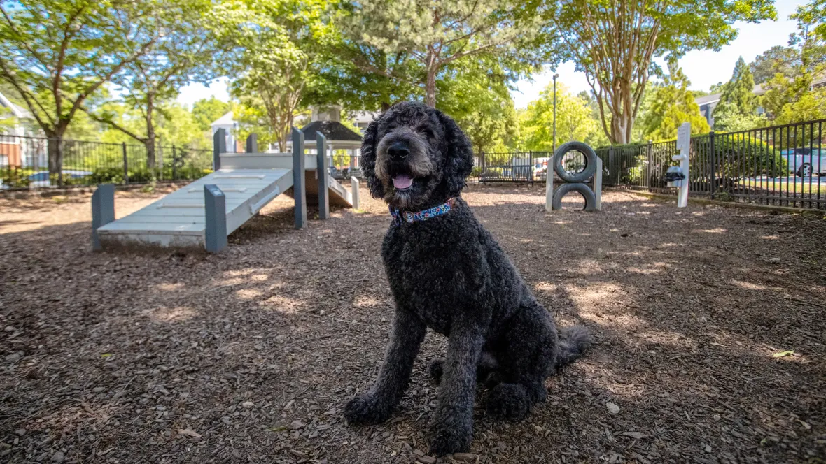 A black dog sitting in a fenced-in, off-leash dog park with obstacle course equipment in the background.