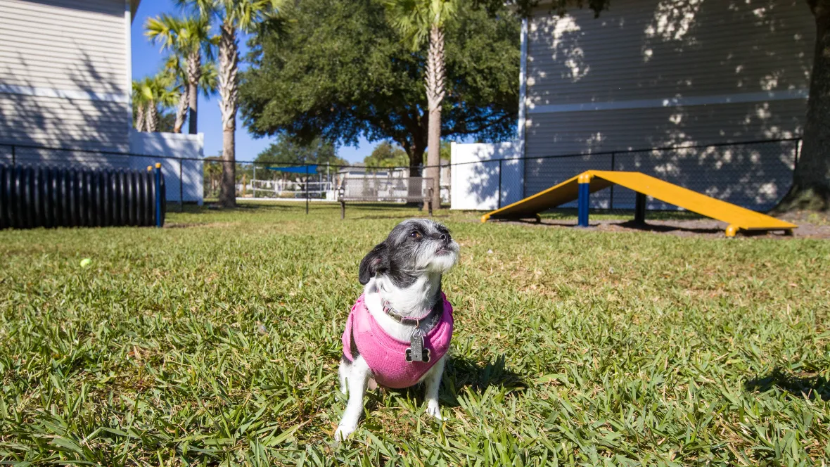 Sweet dog in a grassy fenced-in dog park with a dog ramp for agility and exercise.