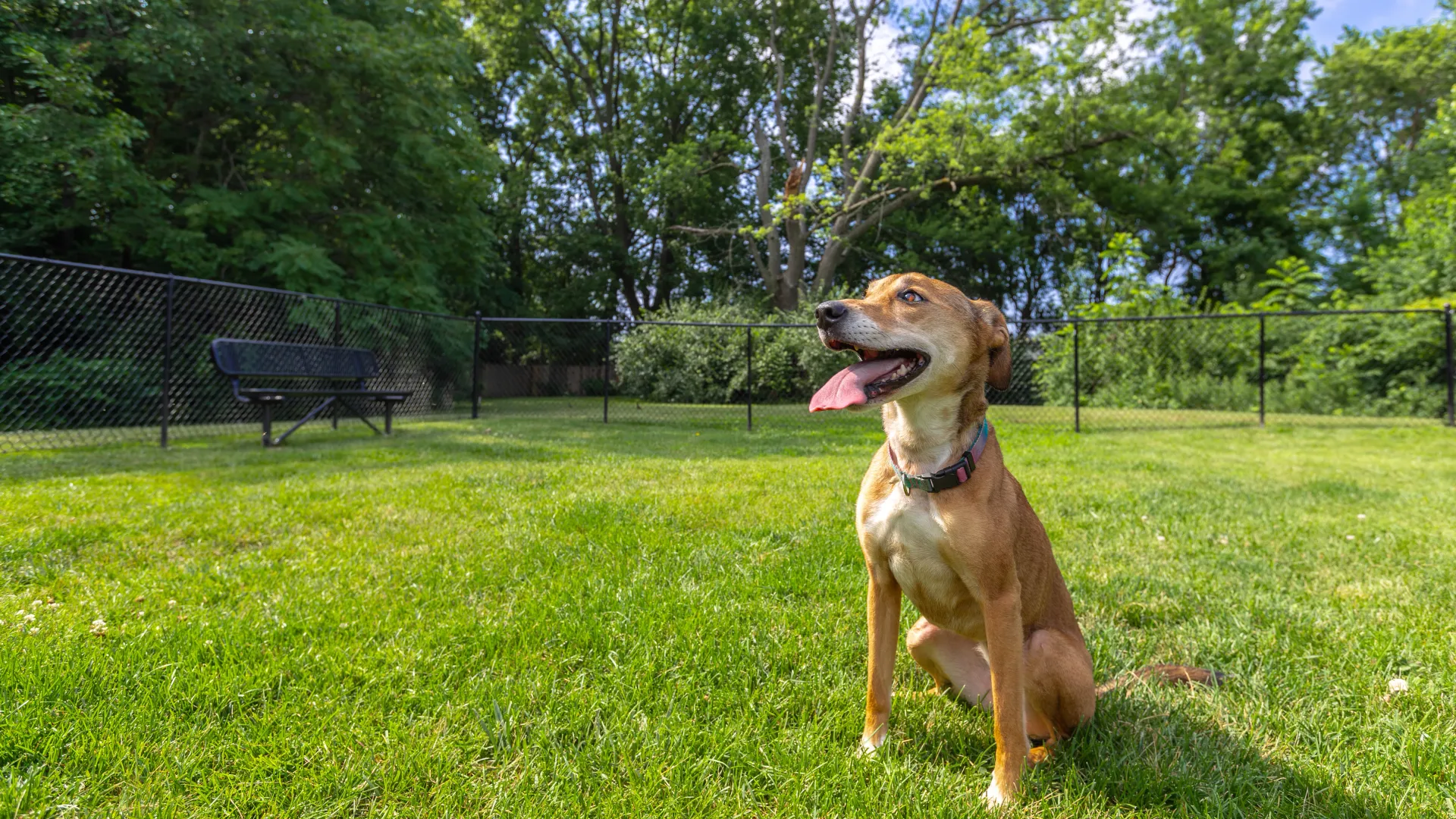 A happy dog with a pink collar sitting on the grass in Onyx Apartments' fenced dog park, surrounded by lush greenery and a bench in the background.